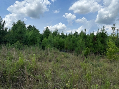 Land For Sale Coffee Springs Alabama- Geneva County - image 16