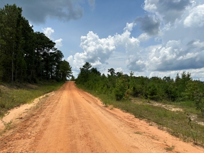 Land For Sale Coffee Springs Alabama- Geneva County - image 5