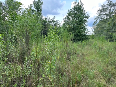 Land For Sale Coffee Springs Alabama- Geneva County - image 14