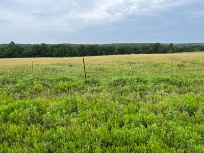 Cattle Farm For Sale in Arkansas Ozarks in Searcy County - image 5