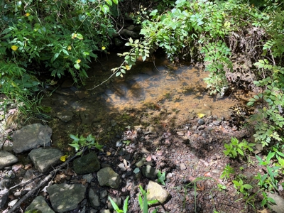 Cattle Farm For Sale in Arkansas Ozarks in Searcy County - image 46