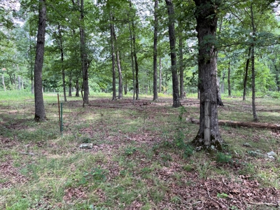 Cattle Farm For Sale in Arkansas Ozarks in Searcy County - image 10