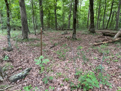 Cattle Farm For Sale in Arkansas Ozarks in Searcy County - image 11