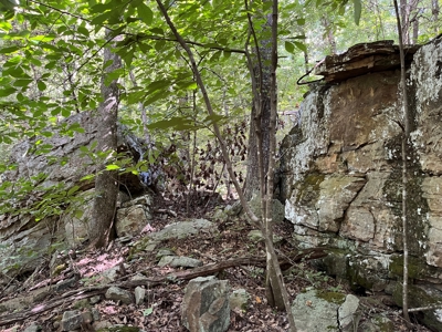 Cattle Farm For Sale in Arkansas Ozarks in Searcy County - image 39