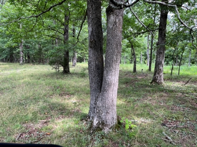 Cattle Farm For Sale in Arkansas Ozarks in Searcy County - image 9