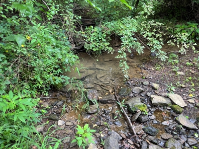 Cattle Farm For Sale in Arkansas Ozarks in Searcy County - image 8
