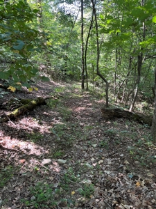 Cattle Farm For Sale in Arkansas Ozarks in Searcy County - image 42