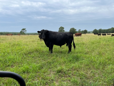 Cattle Farm For Sale in Arkansas Ozarks in Searcy County - image 6