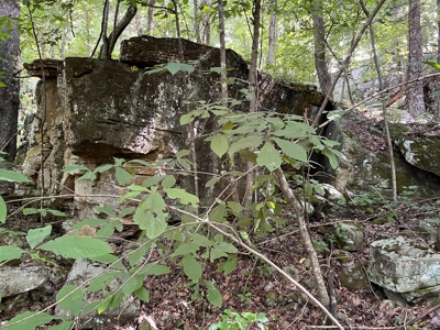Cattle Farm For Sale in Arkansas Ozarks in Searcy County - image 37