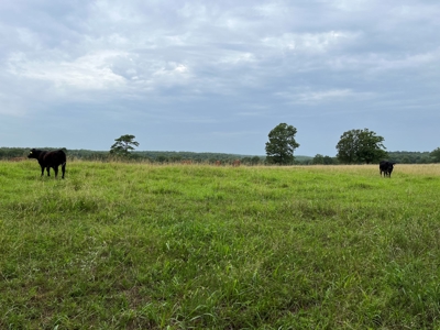 Cattle Farm For Sale in Arkansas Ozarks in Searcy County - image 7