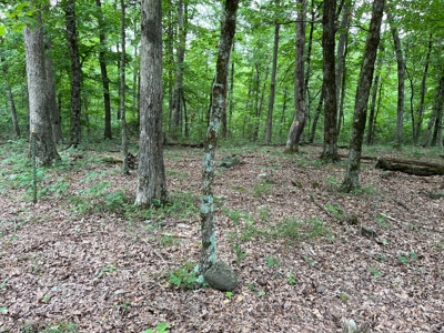 Cattle Farm For Sale in Arkansas Ozarks in Searcy County - image 12