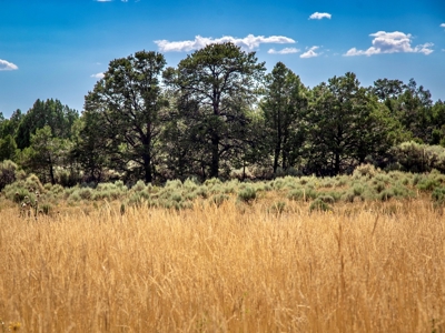 Expansive Secluded Acreage Just Minutes from Durango, CO! - image 8