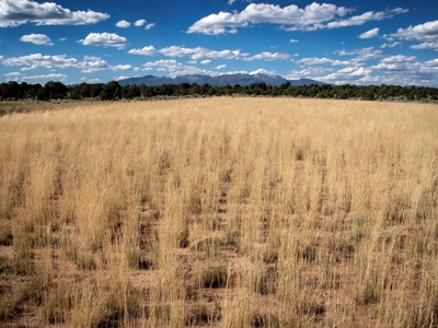 Expansive Secluded Acreage Just Minutes from Durango, CO! - image 6