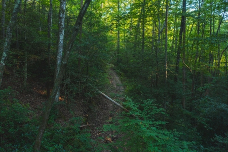 10+/- Acres of Unrestricted Land For Sale in Caldwell County - image 9