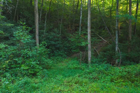 10+/- Acres of Unrestricted Land For Sale in Caldwell County - image 8