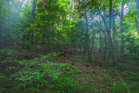 10+/- Acres of Unrestricted Land For Sale in Caldwell County - image 18