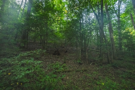 10+/- Acres of Unrestricted Land For Sale in Caldwell County - image 19