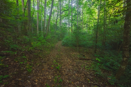 10+/- Acres of Unrestricted Land For Sale in Caldwell County - image 15