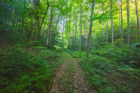 10+/- Acres of Unrestricted Land For Sale in Caldwell County - image 17