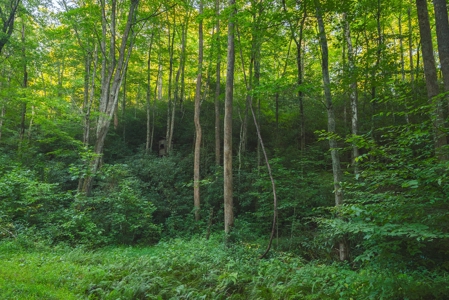 10+/- Acres of Unrestricted Land For Sale in Caldwell County - image 22