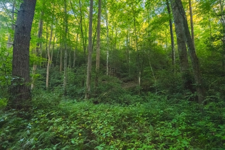 10+/- Acres of Unrestricted Land For Sale in Caldwell County - image 21
