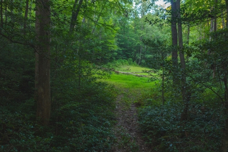 10+/- Acres of Unrestricted Land For Sale in Caldwell County - image 6