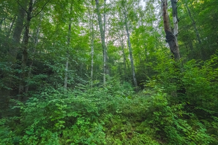 10+/- Acres of Unrestricted Land For Sale in Caldwell County - image 24