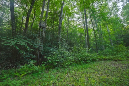 10+/- Acres of Unrestricted Land For Sale in Caldwell County - image 23