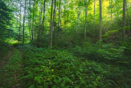 10+/- Acres of Unrestricted Land For Sale in Caldwell County - image 20