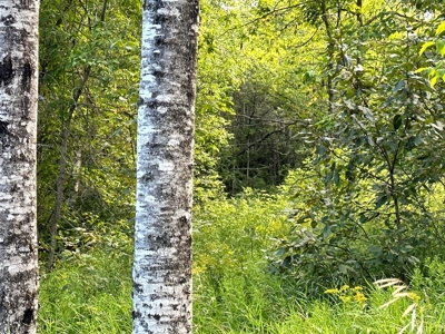 Northern MN Hunting Property for Sale Near Big Falls - image 11
