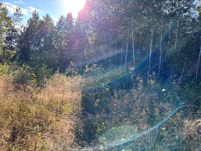 Northern MN Hunting Property for Sale Near Big Falls - image 20