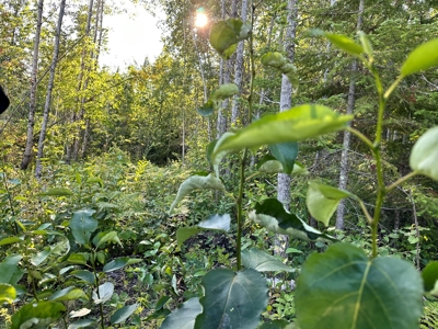 Northern MN Hunting Property for Sale Near Big Falls - image 22