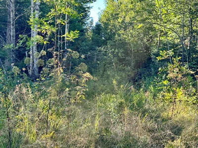 Northern MN Hunting Property for Sale Near Big Falls - image 27