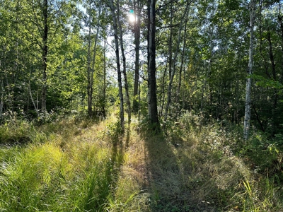 Northern MN Hunting Property for Sale Near Big Falls - image 24