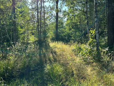 Northern MN Hunting Property for Sale Near Big Falls - image 23