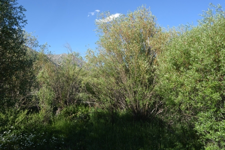 Land for Sale in Historic Silverton Colorado! - image 7