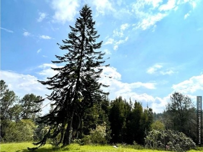 Expansive Land and Beautiful Home in Guarne, Antioquia - image 10