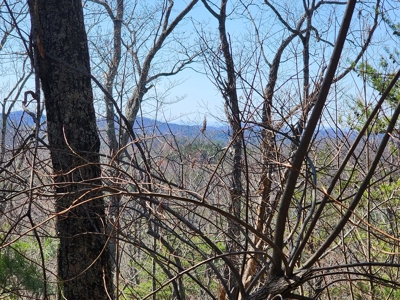 NC Land For Sale/ Alexander County Land For Sale/ Timberland - image 39