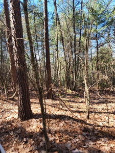 NC Land For Sale/ Alexander County Land For Sale/ Timberland - image 18