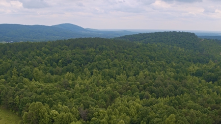 NC Land For Sale/ Alexander County Land For Sale/ Timberland - image 3