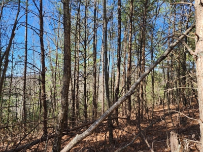NC Land For Sale/ Alexander County Land For Sale/ Timberland - image 35