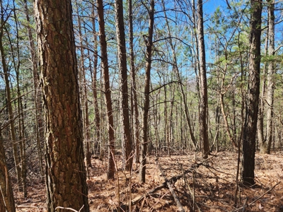 NC Land For Sale/ Alexander County Land For Sale/ Timberland - image 31