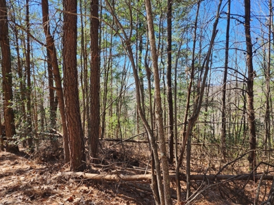 NC Land For Sale/ Alexander County Land For Sale/ Timberland - image 36