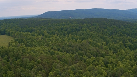 NC Land For Sale/ Alexander County Land For Sale/ Timberland - image 5