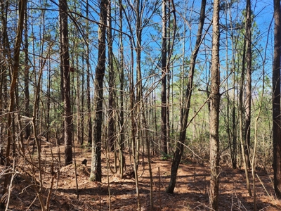 NC Land For Sale/ Alexander County Land For Sale/ Timberland - image 22