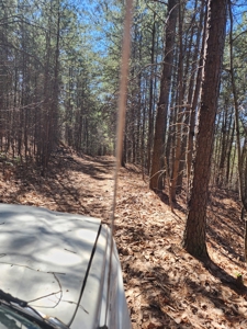 NC Land For Sale/ Alexander County Land For Sale/ Timberland - image 28