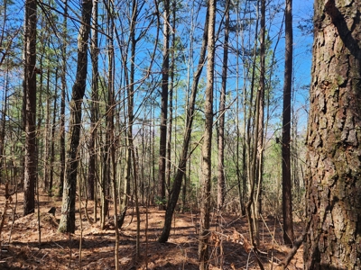NC Land For Sale/ Alexander County Land For Sale/ Timberland - image 20