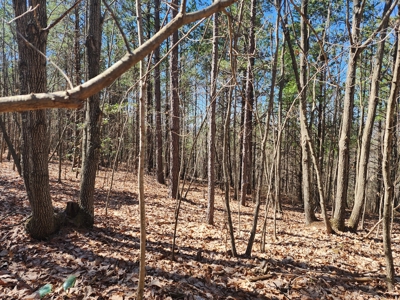 NC Land For Sale/ Alexander County Land For Sale/ Timberland - image 12