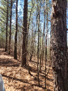 NC Land For Sale/ Alexander County Land For Sale/ Timberland - image 19