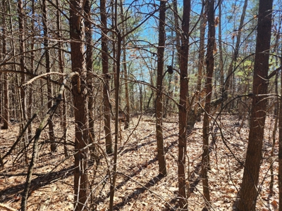 NC Land For Sale/ Alexander County Land For Sale/ Timberland - image 14